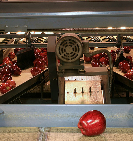 apples